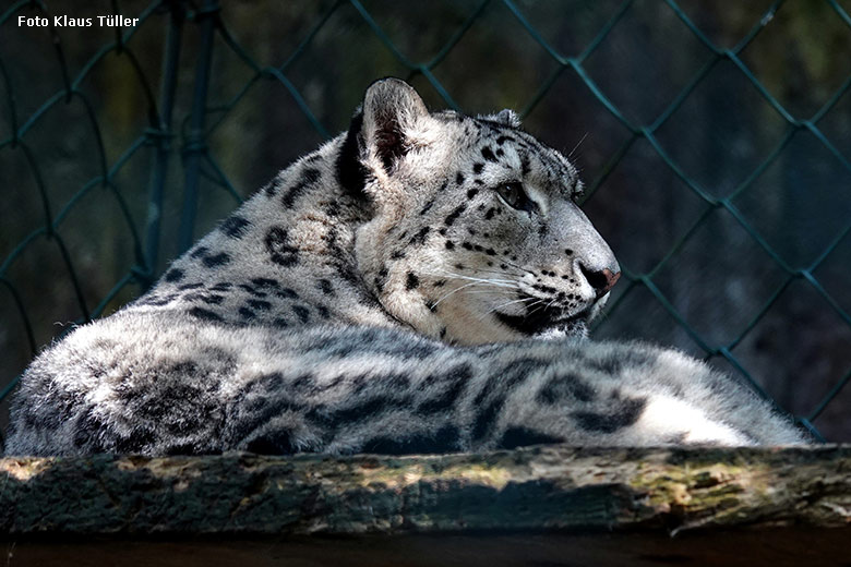 Schneeleopard am 11. September 2022 in der Himalaya-Anlage im Grünen Zoo Wuppertal (Foto Klaus Tüller)