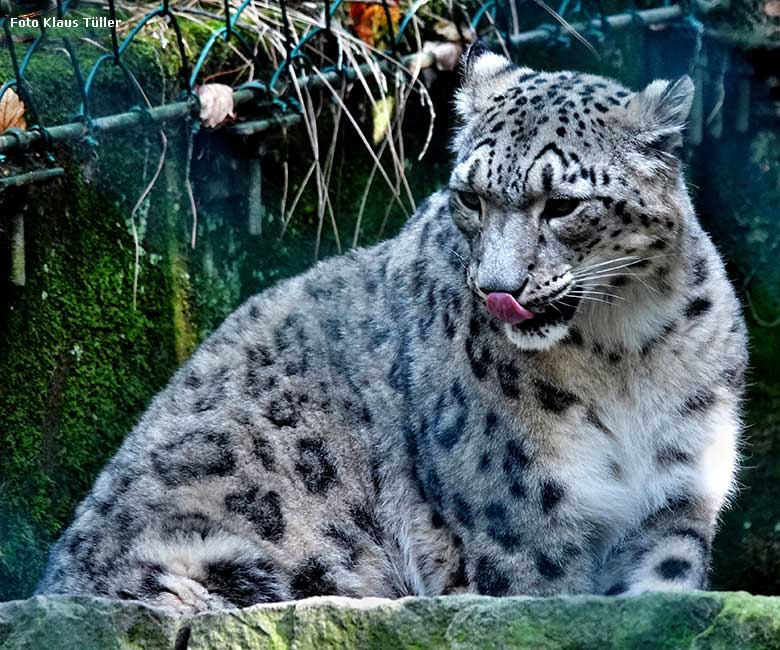 Schneeleopard am 11. September 2022 in der Himalaya-Anlage im Wuppertaler Zoo (Foto Klaus Tüller)