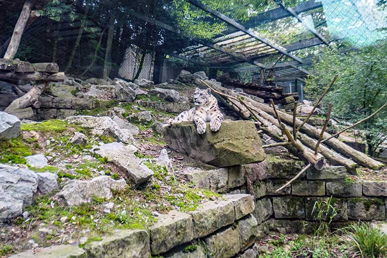 Schneeleoparden-Kater IRBIS am 23. September 2022 in der Himalaya-Anlage im Zoologischen Garten der Stadt Wuppertal