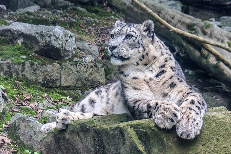 Männlicher Schneeleopard IRBIS am 23. September 2022 in der Himalaya-Anlage im Wuppertaler Zoo