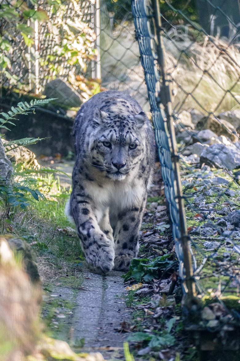 Schneeleoparden-Kater IRBIS am 11. Oktober 2022 in der Himalaya-Anlage im Zoo Wuppertal