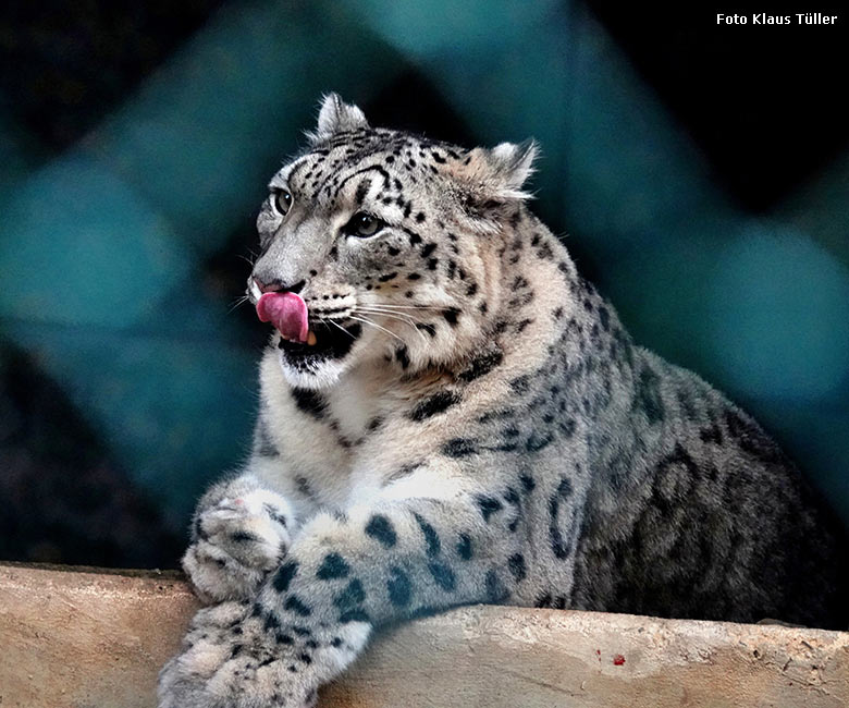 Weiblicher Schneeleopard ADITI am 17. Oktober 2022 auf der Außenanlage im Wuppertaler Zoo (Foto Klaus Tüller)