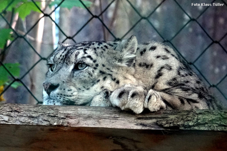 Schneeleopard am 26. Oktober 2022 im Grünen Zoo Wuppertal (Foto Klaus Tüller)