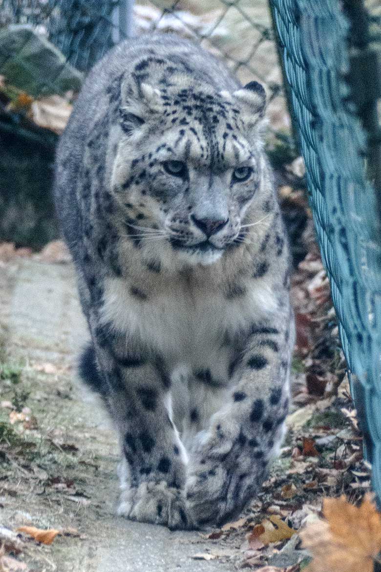 Schneeleoparden-Kater IRBIS am 18. Dezember 2022 auf der Außenanlage im Zoologischen Garten der Stadt Wuppertal