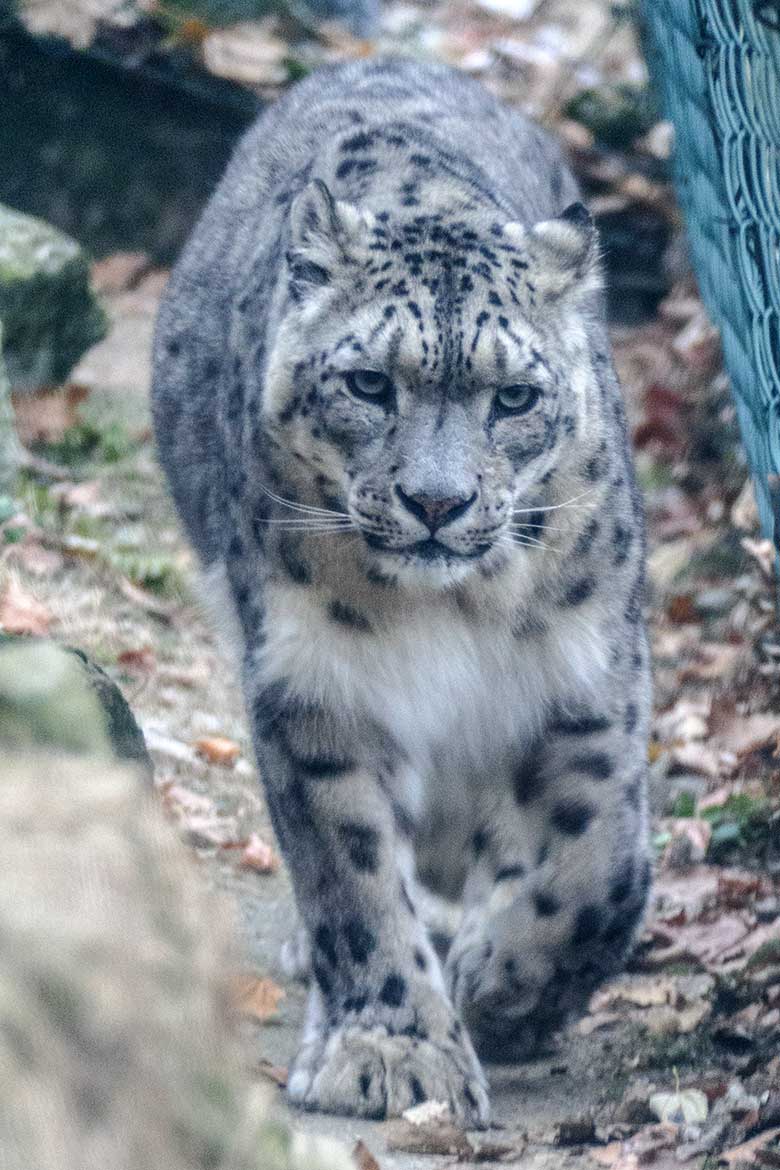 Schneeleoparden-Kater IRBIS am 18. Dezember 2022 auf der Außenanlage im Zoo Wuppertal