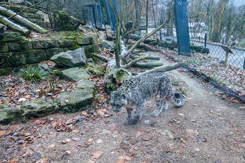 Schneeleoparden-Kater IRBIS am 18. Dezember 2022 auf der Außenanlage im Wuppertaler Zoo