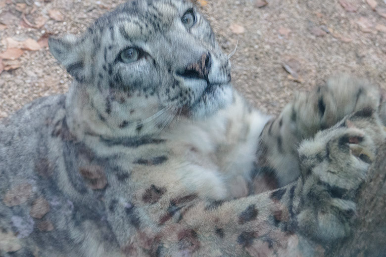 Schneeleoparden-Kater IRBIS am 18. Dezember 2022 auf der Außenanlage im Zoologischen Garten Wuppertal