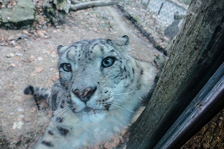 Schneeleoparden-Kater IRBIS am 18. Dezember 2022 auf der Außenanlage im Grünen Zoo Wuppertal