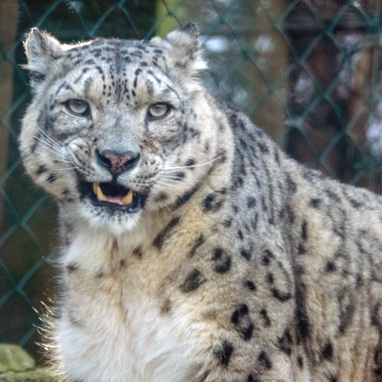 Schneeleoparden-Kater IRBIS am 9. Februar 2023 auf der Außenanlage im Wuppertaler Zoo