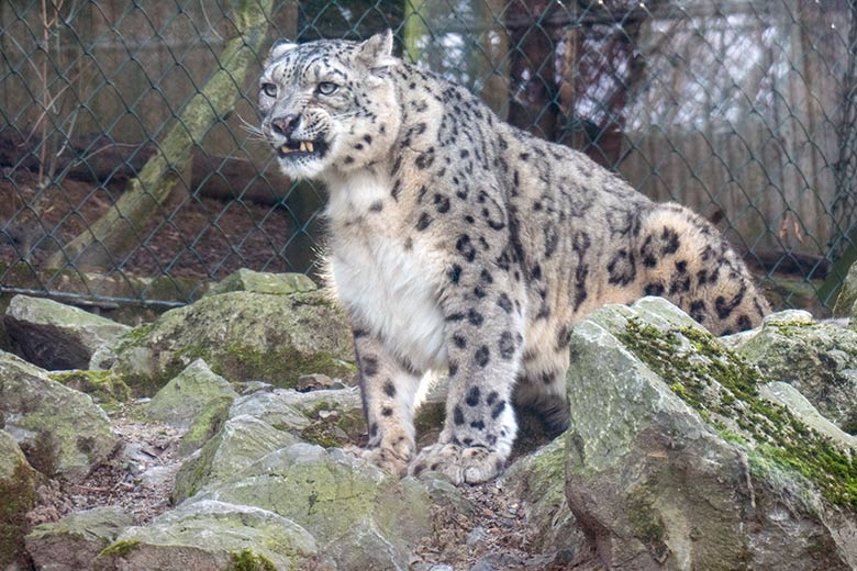 Schneeleoparden-Kater IRBIS am 9. Februar 2023 auf der Außenanlage im Grünen Zoo Wuppertal