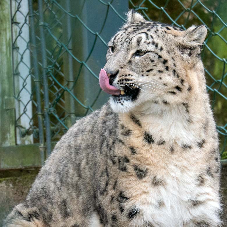 Schneeleoparden-Katze ADITI am 9. Februar 2023 auf der Außenanlage im Zoologischen Garten der Stadt Wuppertal