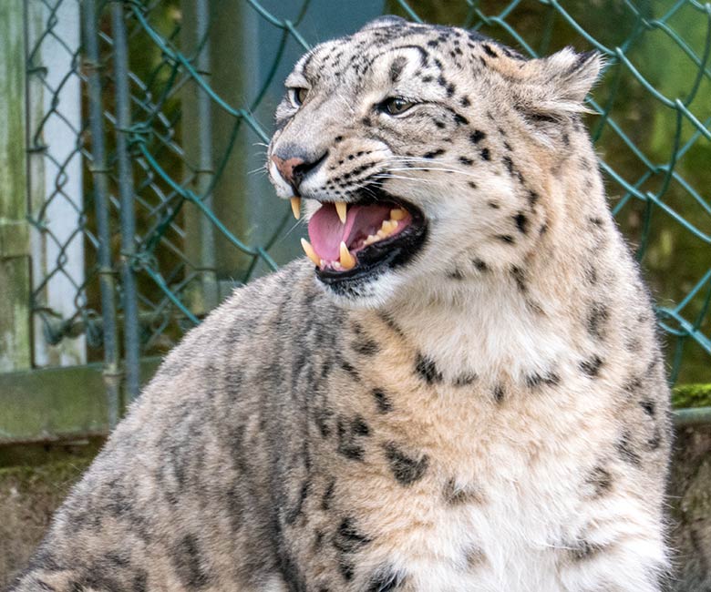 Schneeleoparden-Katze ADITI am 9. Februar 2023 auf der Außenanlage im Zoo Wuppertal