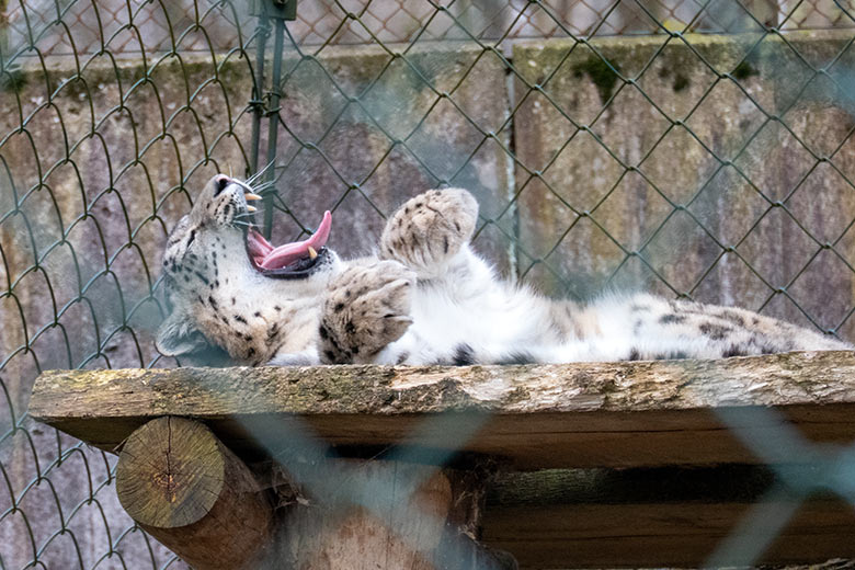 Gähnende Schneeleoparden-Katze ADITI am 15. April 2023 auf der Außenanlage im Grünen Zoo Wuppertal