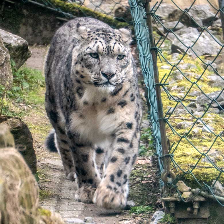 Schneeleoparden-Kater IRBIS am 15. April 2023 auf der Außenanlage im Wuppertaler Zoo