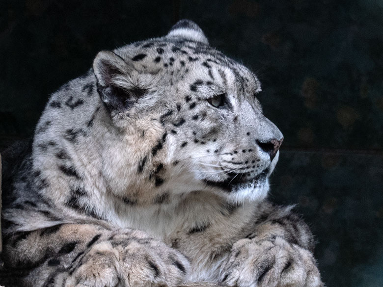 Männlicher Schneeleopard IRBIS am 2. Juli 2023 im Durchgang zum Innenstall im Wuppertaler Zoo