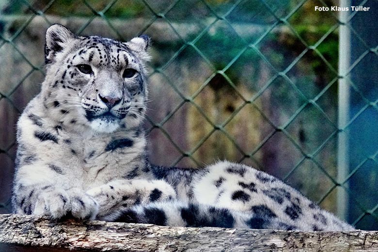 Schneeleoparden-Katze ADITI am 6. November 2023 auf der Außenanlage im Grünen Zoo Wuppertal (Foto Klaus Tüller)