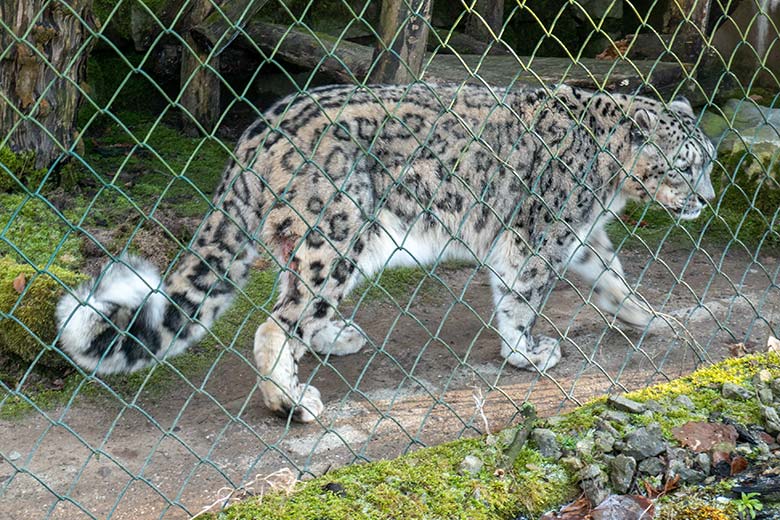 Männlicher Schneeleopard IRBIS am 3. Februar 2025 auf der Außenanlage im Grünen Zoo Wuppertal