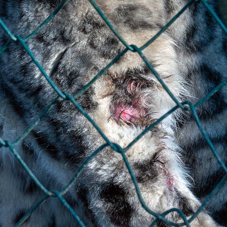 Schneeleoparden-Kater IRBIS mit blutgefärbter Stelle am linken Hinterbein am 3. Februar 2025 auf der Außenanlage im Wuppertaler Zoo