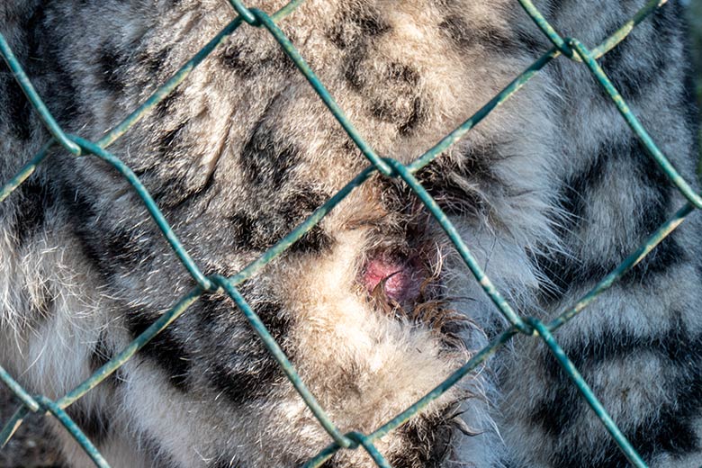 Schneeleoparden-Kater IRBIS mit blutgefärbter Stelle am linken Hinterbein am 3. Februar 2025 auf der Außenanlage im Wuppertaler Zoo