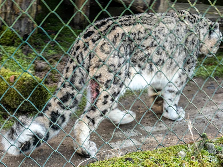 Schneeleoparden-Kater IRBIS mit blutgefärbter Stelle am rechten Hinterbein am 3. Februar 2025 auf der Außenanlage im Grünen Zoo Wuppertal