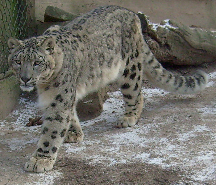 Schneeleopard im Zoo Wuppertal im Januar 2009