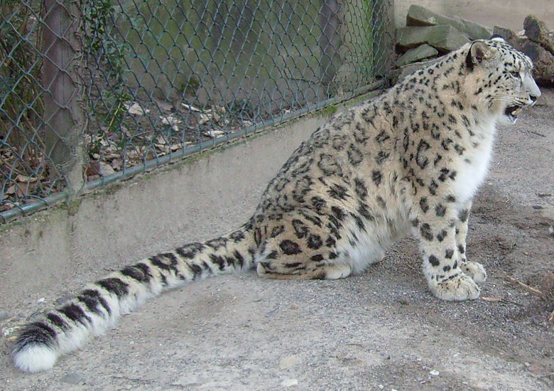 Schneeleopard im Zoo Wuppertal im Januar 2009