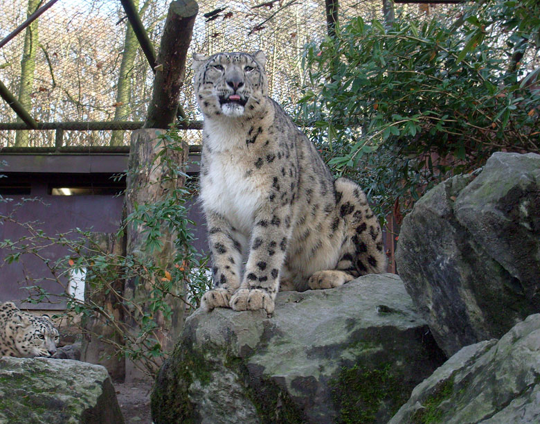 Schneeleopard im Zoologischen Garten Wuppertal im November 2009