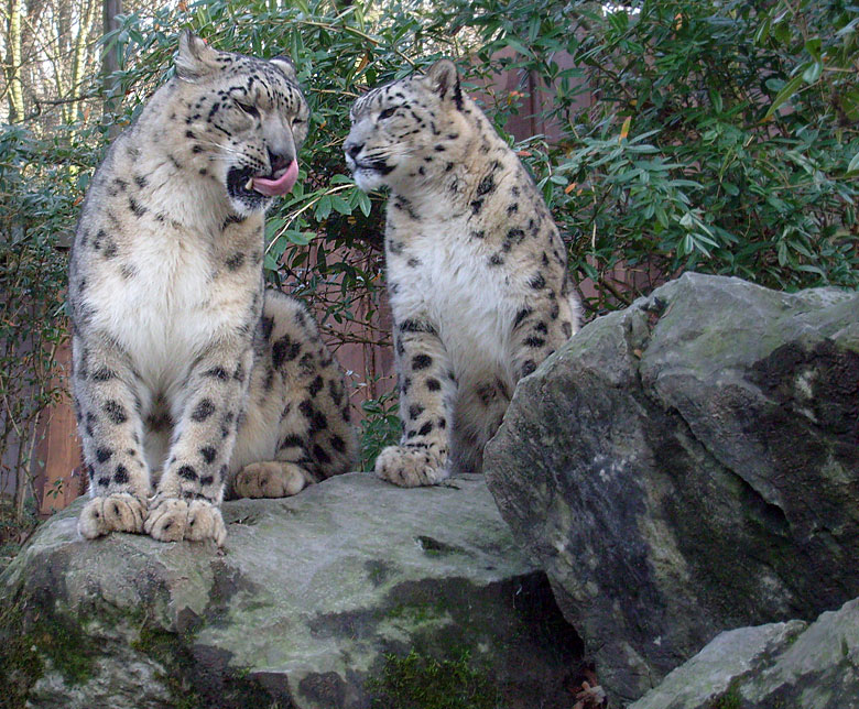 Schneeleoparden im Wuppertaler Zoo im November 2009