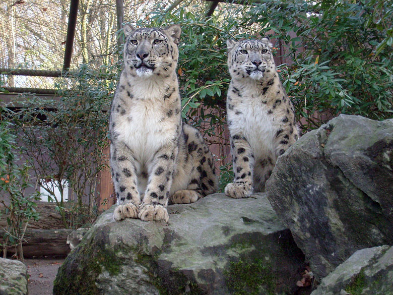 Schneeleoparden im Zoologischen Garten Wuppertal im November 2009