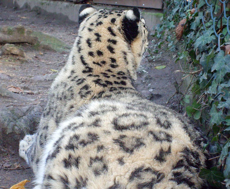 Schneeleopard im Zoologischen Garten Wuppertal im November 2009