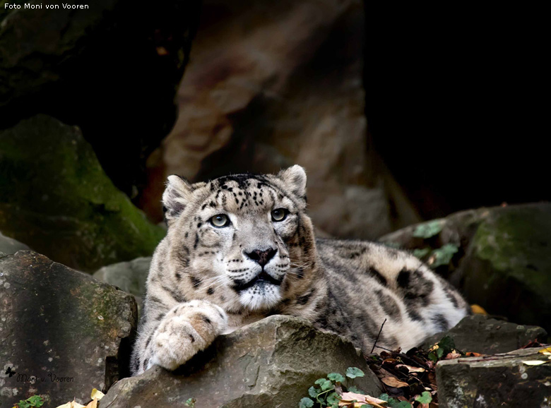 Schneeleopard im Wuppertaler Zoo im April 2008 (Foto Moni von Vooren)