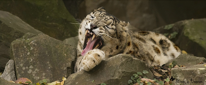 Schneeleopard im Zoo Wuppertal im April 2008 (Foto Moni von Vooren)