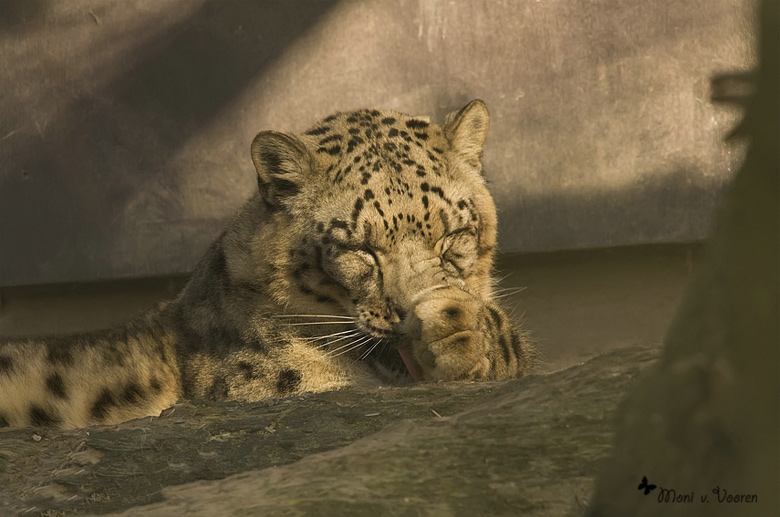 Schneeleopard im Zoologischen Garten Wuppertal (Foto Moni von Vooren)