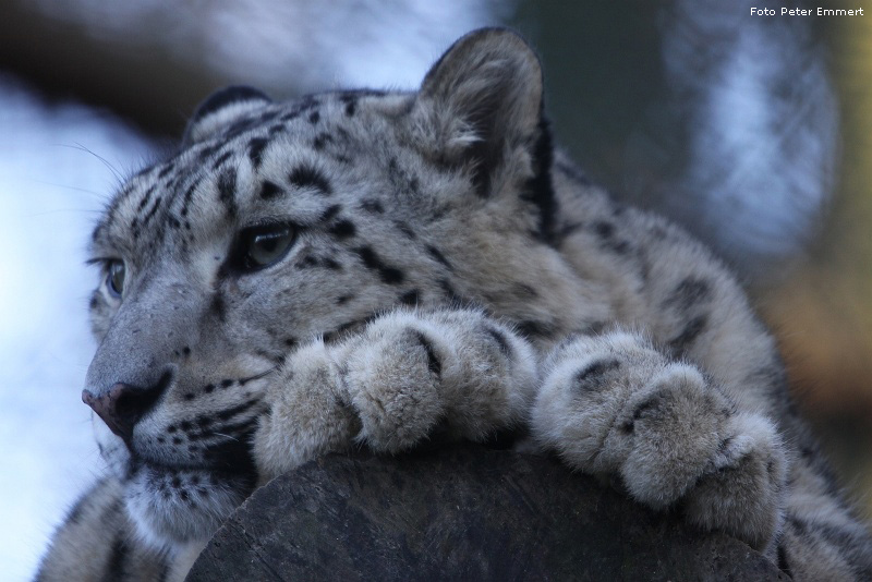 Schneeleopard im Wuppertaler Zoo im Dezember 2008 (Foto Peter Emmert)