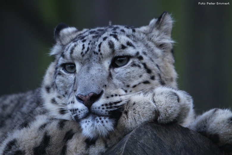 Schneeleopard im Zoo Wuppertal im Dezember 2008 (Foto Peter Emmert)