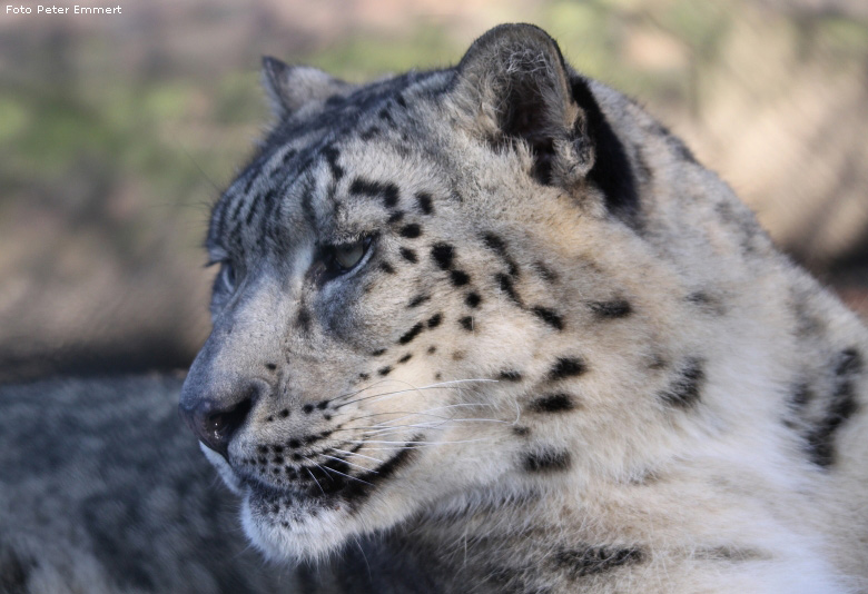 Schneeleopard im Wuppertaler Zoo im Januar 2009 (Foto Peter Emmert)