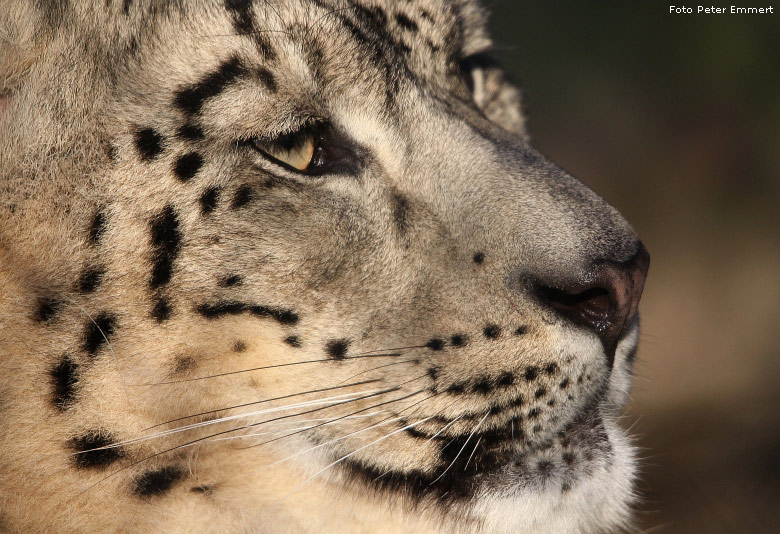 Schneeleopard im Zoo Wuppertal im Januar 2009 (Foto Peter Emmert)