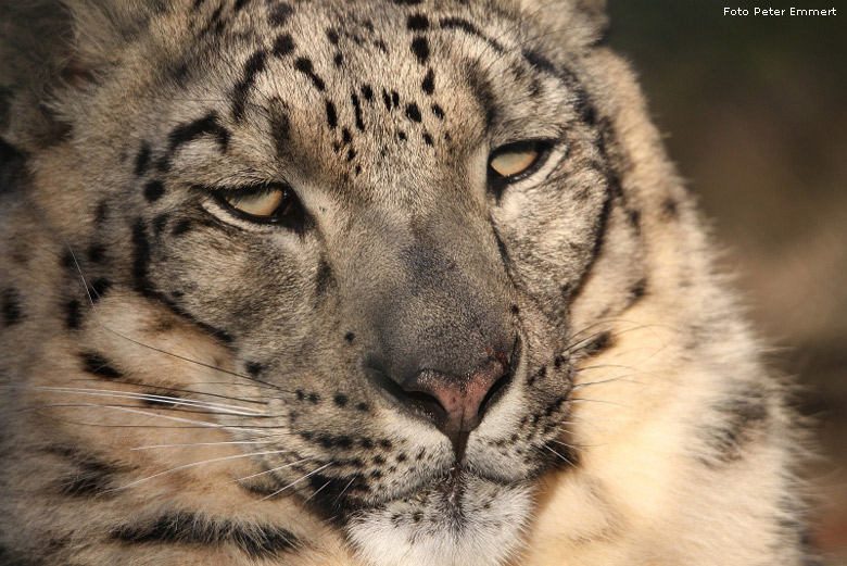 Schneeleopard im Zoologischen Garten Wuppertal im Januar 2009 (Foto Peter Emmert)