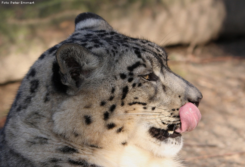 Schneeleopard im Wuppertaler Zoo im Januar 2009 (Foto Peter Emmert)