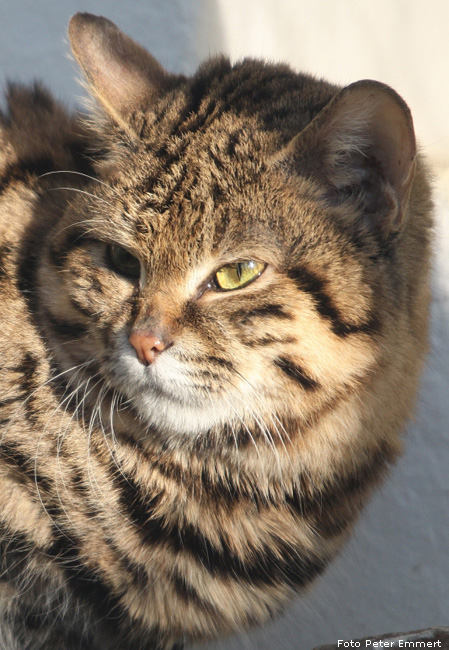 Schwarzfußkatze im Zoo Wuppertal im Januar 2009 (Foto Peter Emmert)