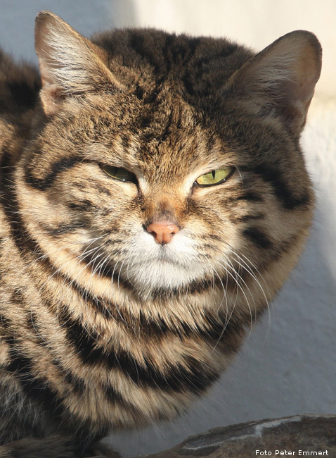 Schwarzfußkatze im Zoologischen Garten Wuppertal im Januar 2009 (Foto Peter Emmert)