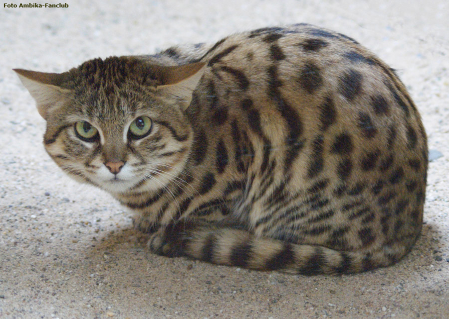 Schwarzfußkatze im Zoo Wuppertal im April 2012 (Foto Ambika-Fanclub)