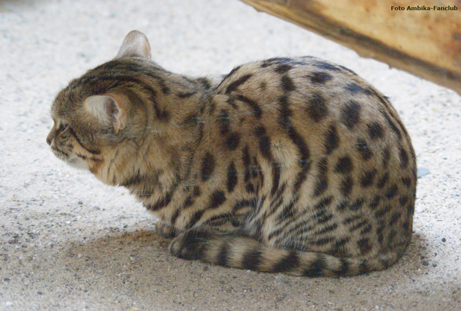 Schwarzfußkatze im Wuppertaler Zoo im April 2012 (Foto Ambika-Fanclub)