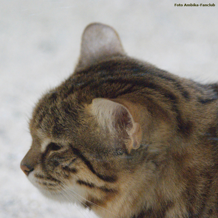 Schwarzfußkatze im Wuppertaler Zoo im April 2012 (Foto Ambika-Fanclub)