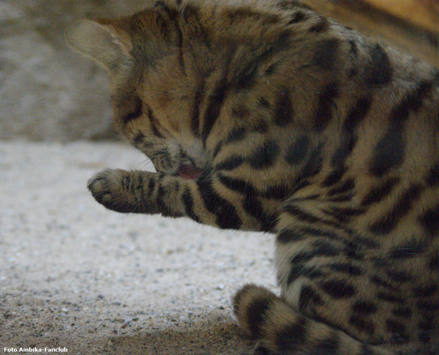 Schwarzfußkatze im Zoologischen Garten Wuppertal im April 2012 (Foto Ambika-Fanclub)