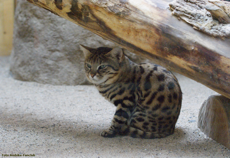 Schwarzfußkatze im Wuppertaler Zoo im April 2012 (Foto Ambika-Fanclub)