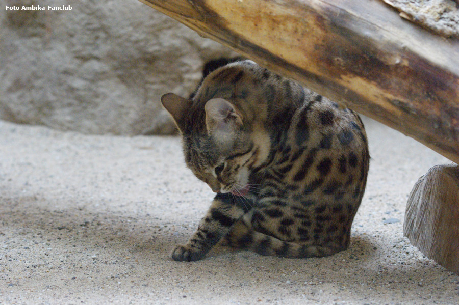 Schwarzfußkatze im Zoo Wuppertal im April 2012 (Foto Ambika-Fanclub)