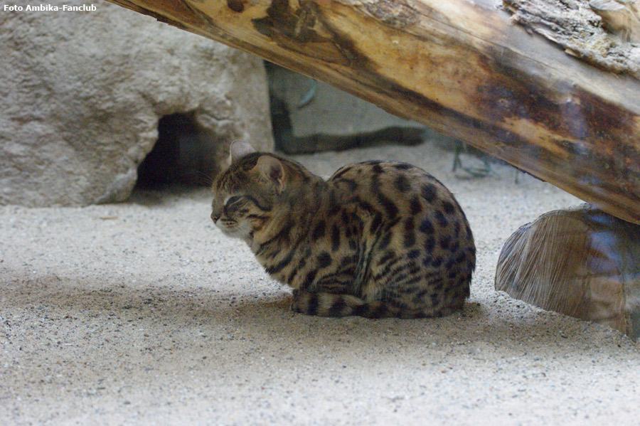 Schwarzfußkatze im Zoologischen Garten Wuppertal im April 2012 (Foto Ambika-Fanclub)