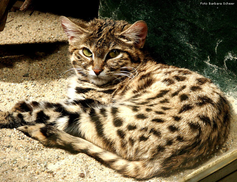 Schwarzfußkatze im Wuppertaler Zoo (Foto Barbara Scheer)