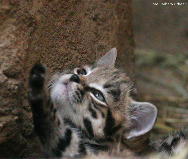 Schwarzfußkatze im Zoologischen Garten Wuppertal (Foto Barbara Scheer)